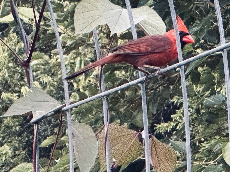 Lessons from the Garden: Birds