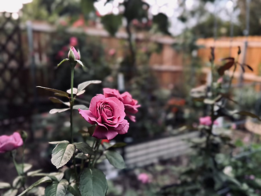 Lessons from the Garden: Why I Stopped Buying Purple Roses
