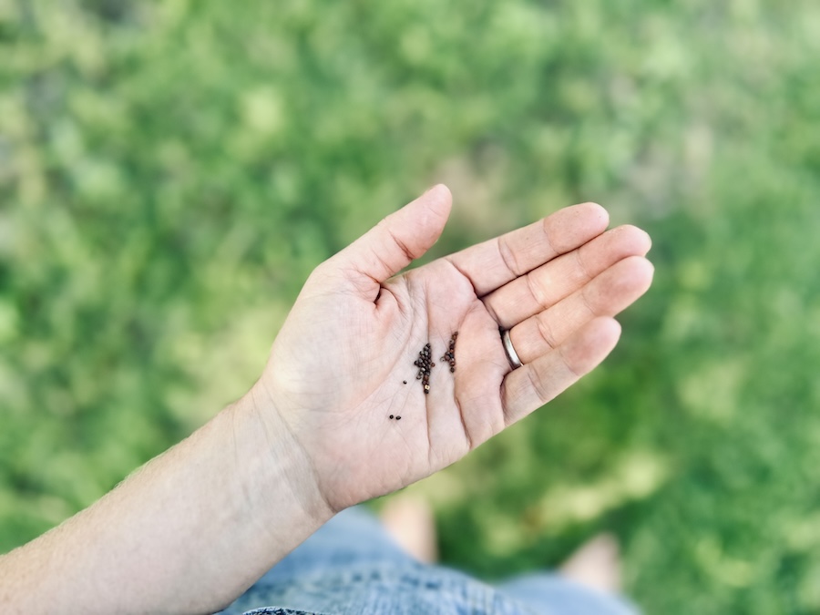 Lessons from the Garden: Faith Like A Seed