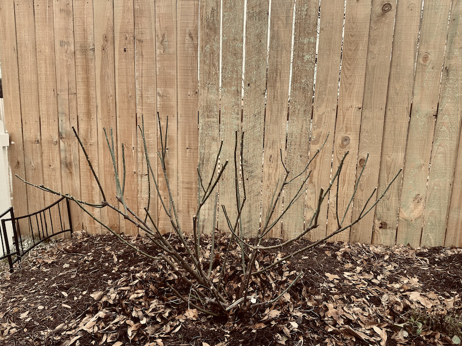 Lessons from the Garden: Planting Evergreens for Winter