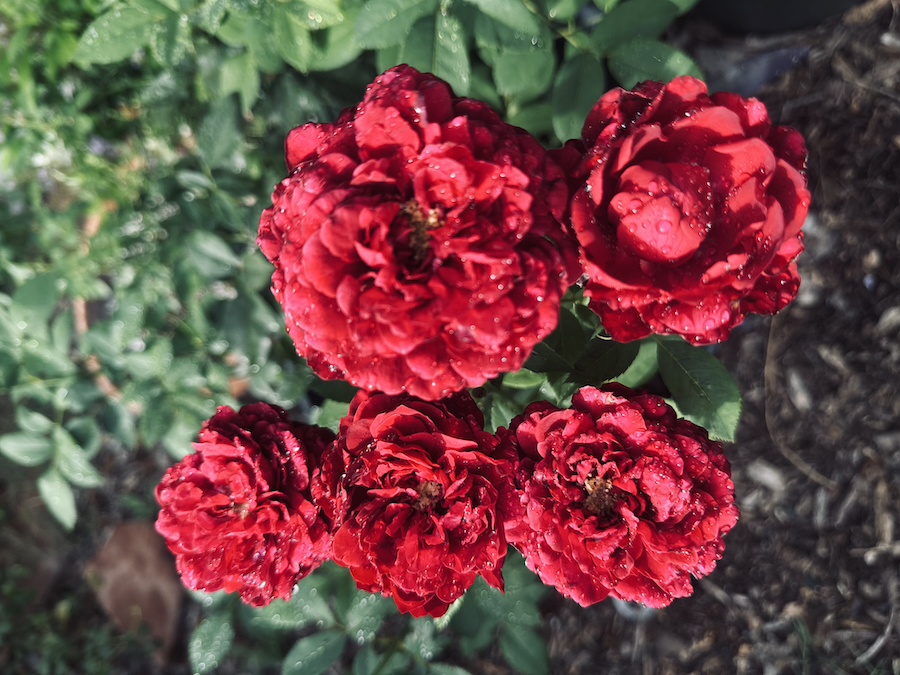 Lessons from the Garden: Plant the Roses